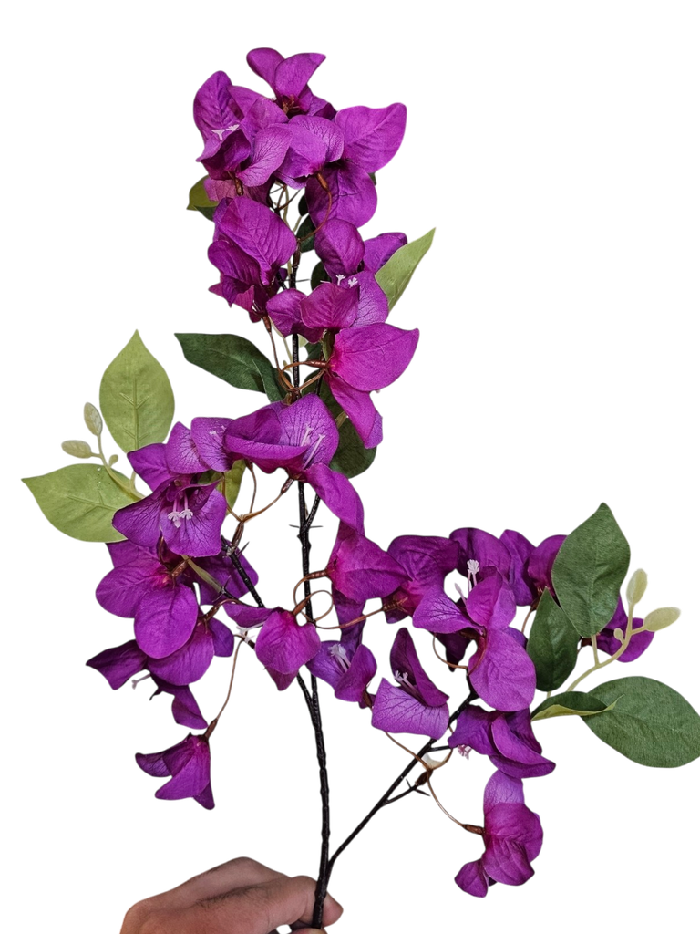 purple bougainvillea