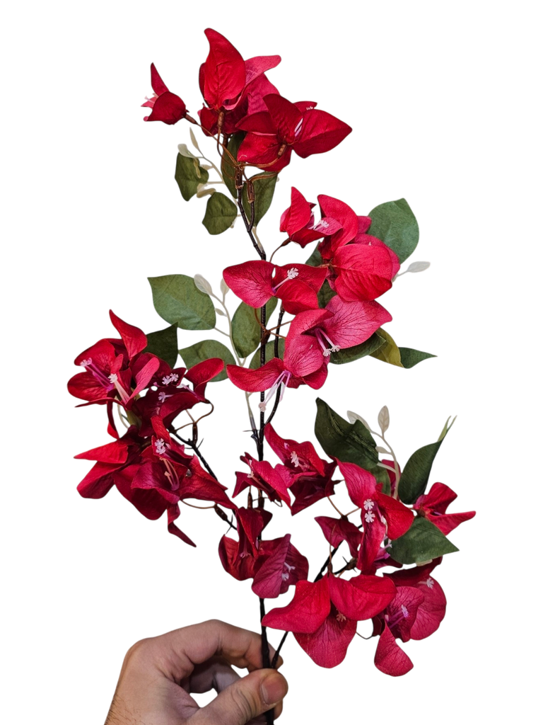 red bougainvillea