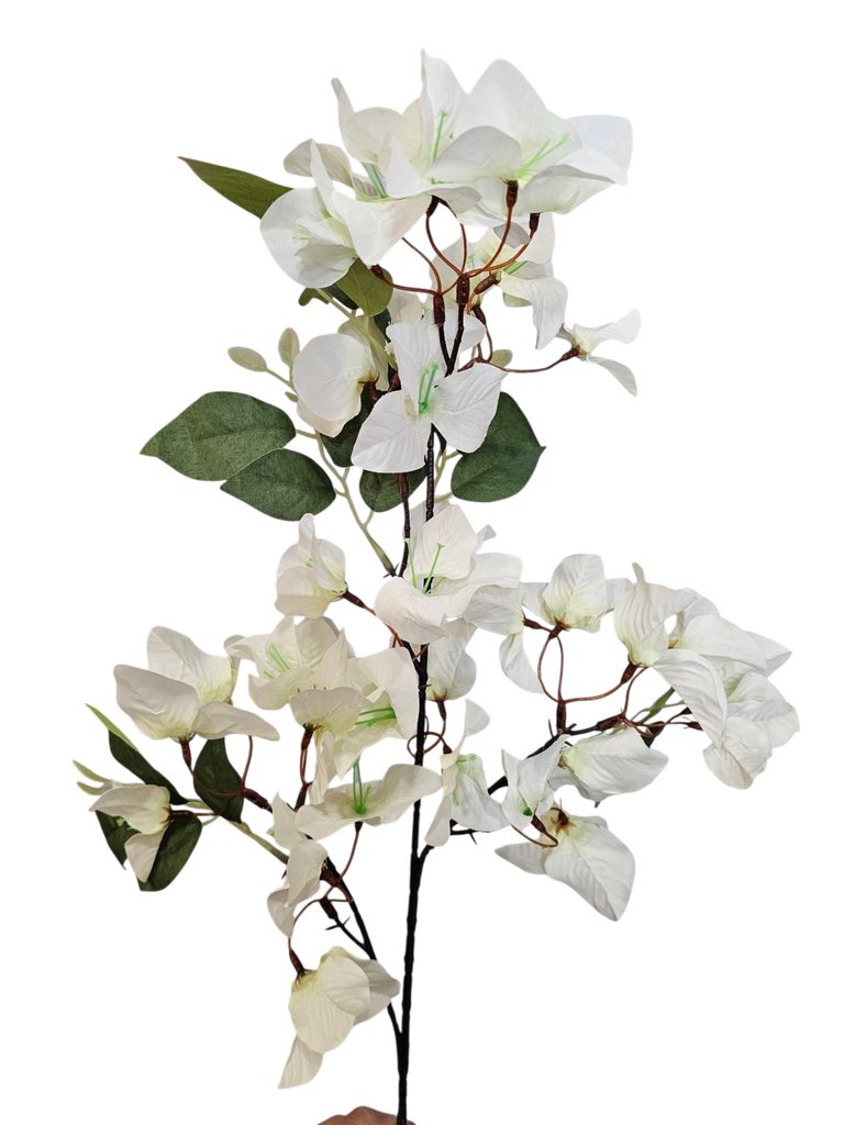 white bougainvillea