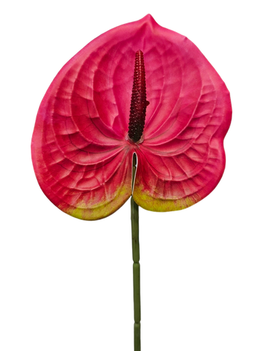anthurium