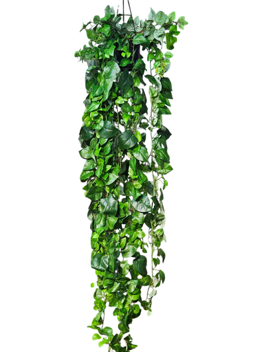Ivy