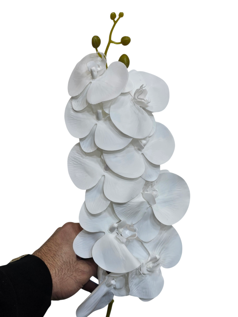 ئۆرکید