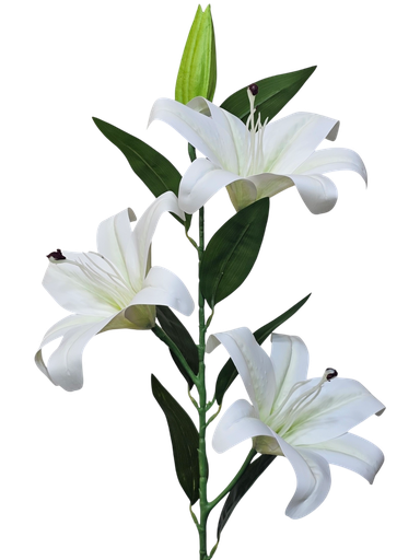 زهرة الزنبق