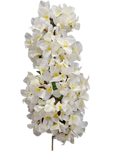 white  bougainvelia bunch