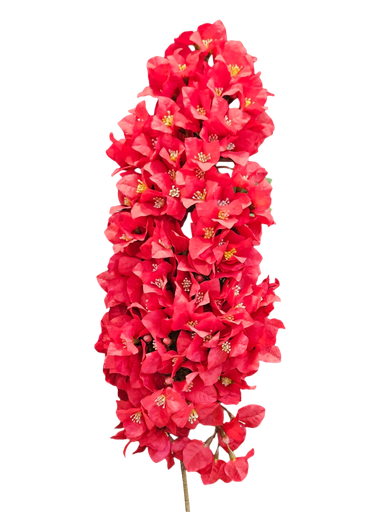 red bougainvelia bunch