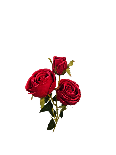 وردة حمراء واحدة