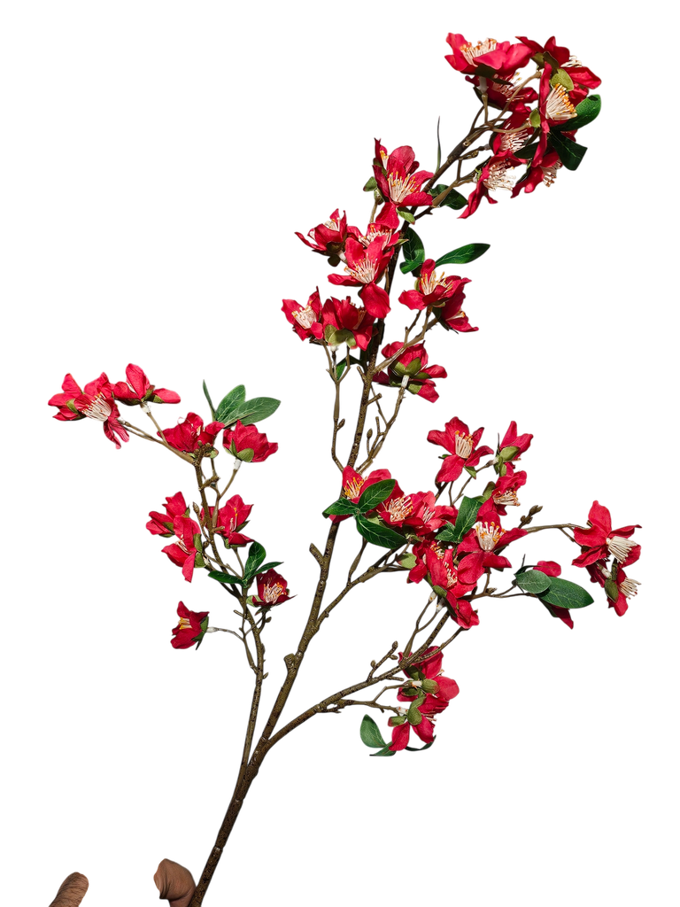 لقی گوڵە سوورەکان