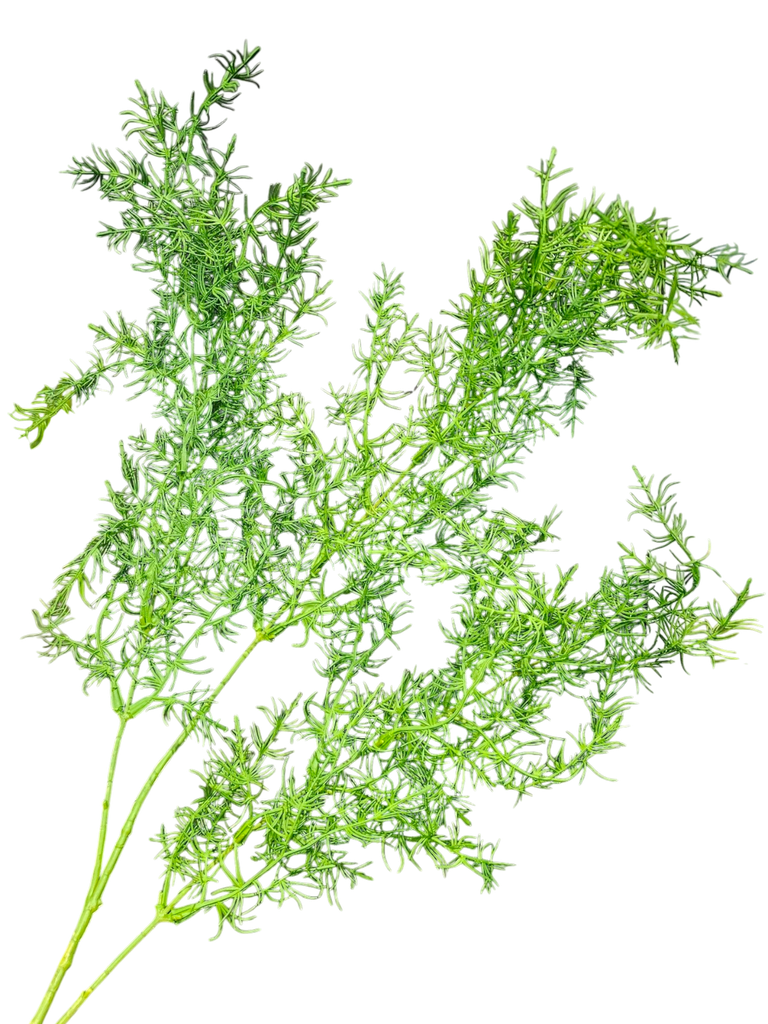 foliage branches