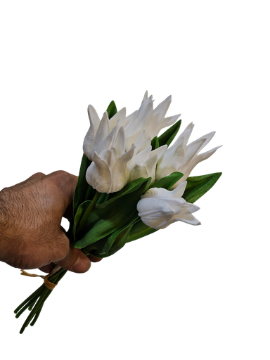 white tulip 