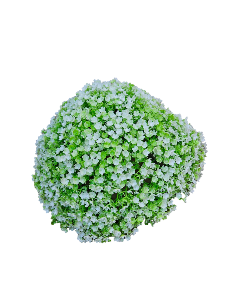 تۆپی سەوز گەورەترینیانە