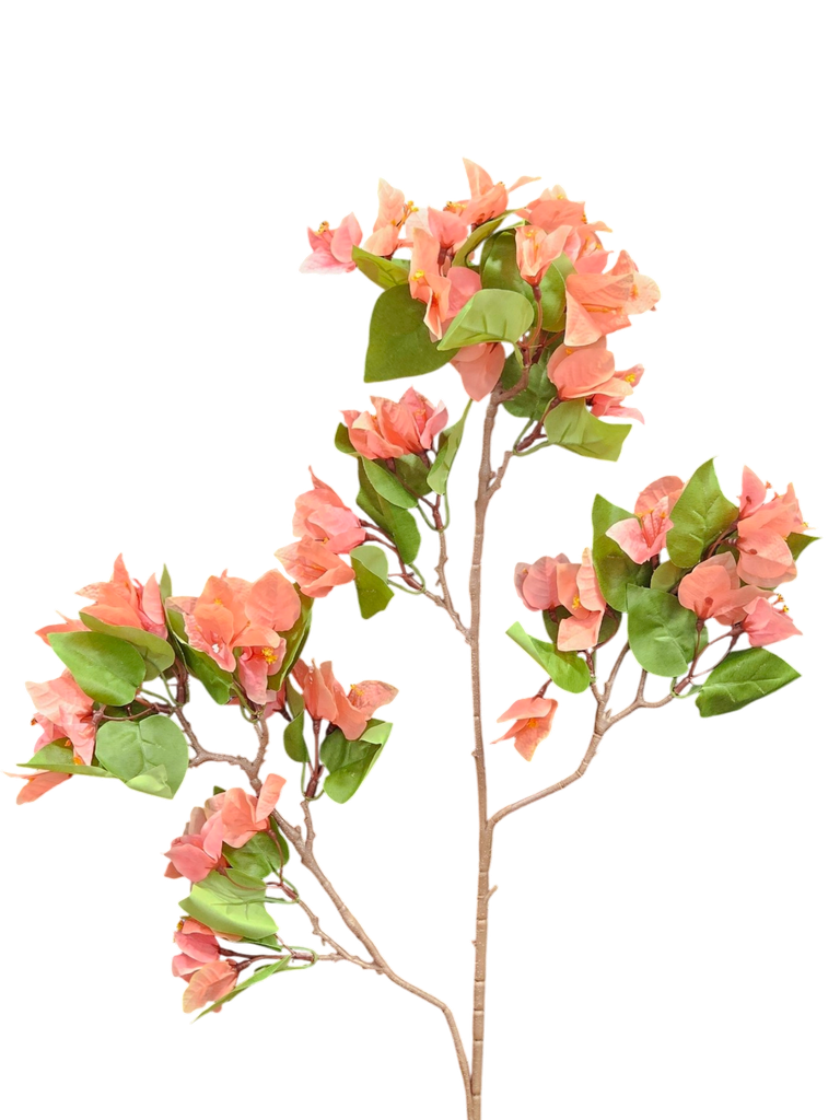 bougainvelia