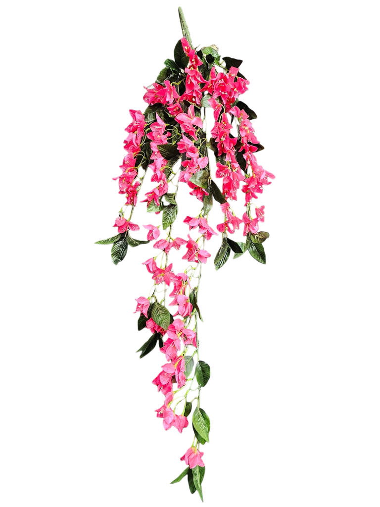 بوغانفيليا