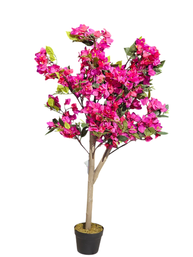 bougainvelia tree 120 cm