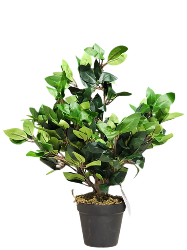 Lorbir tree 40 cm