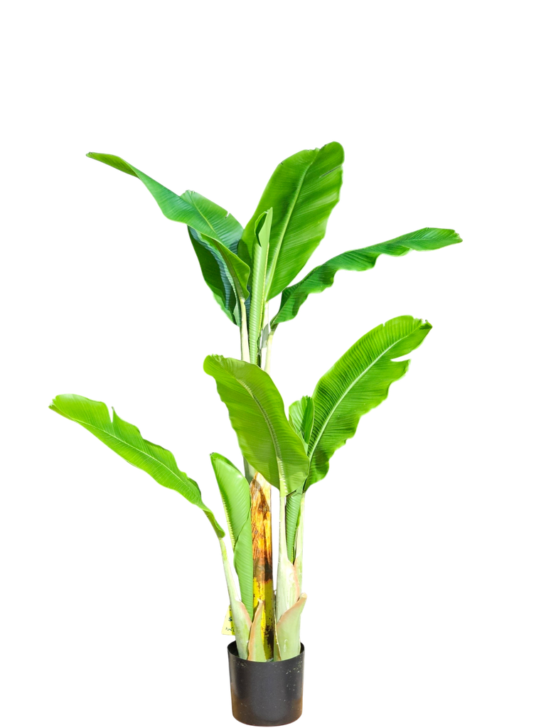 داری مۆز 140 سم