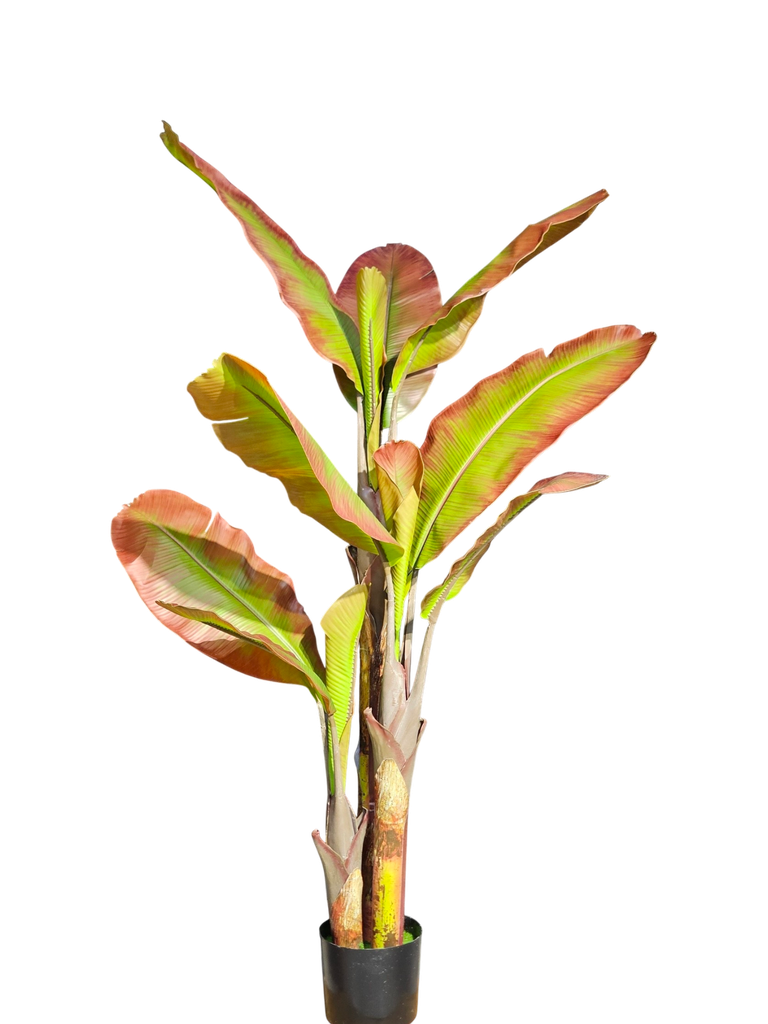 Red Banana Tree 180 cm