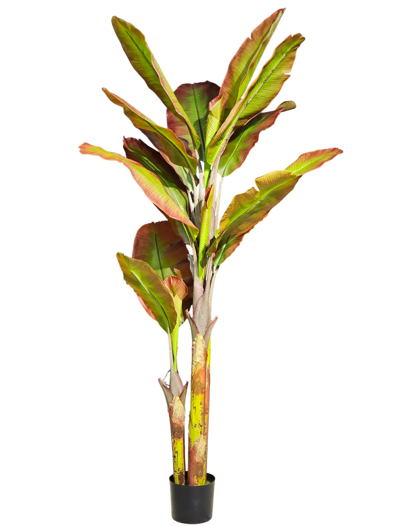 Red Banana Tree 210 cm