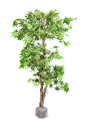 Maple tree 150 cm