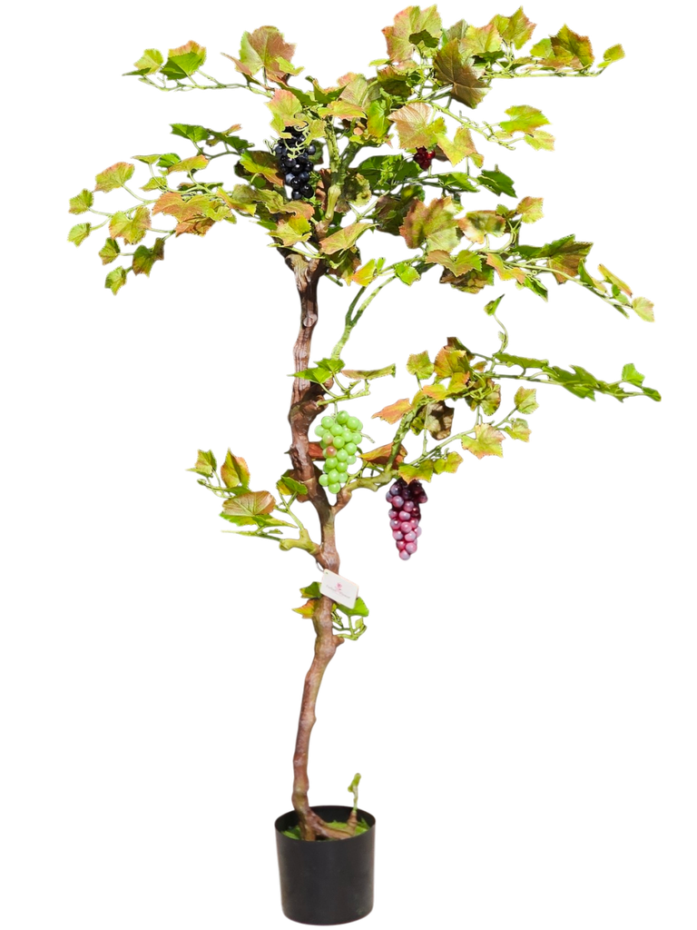 كرم العنب 205 سم