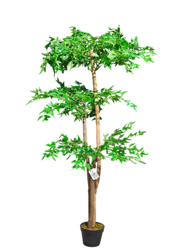 ناندينا، 150 سم