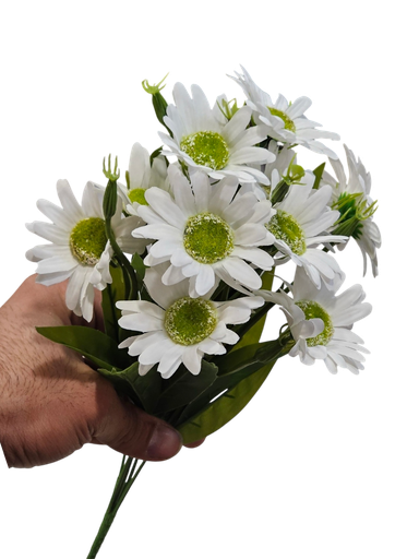 Daisy White