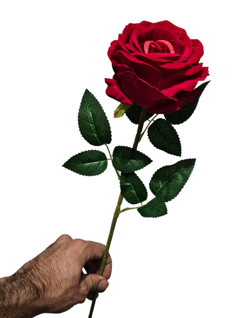 گوڵەباخی تاک