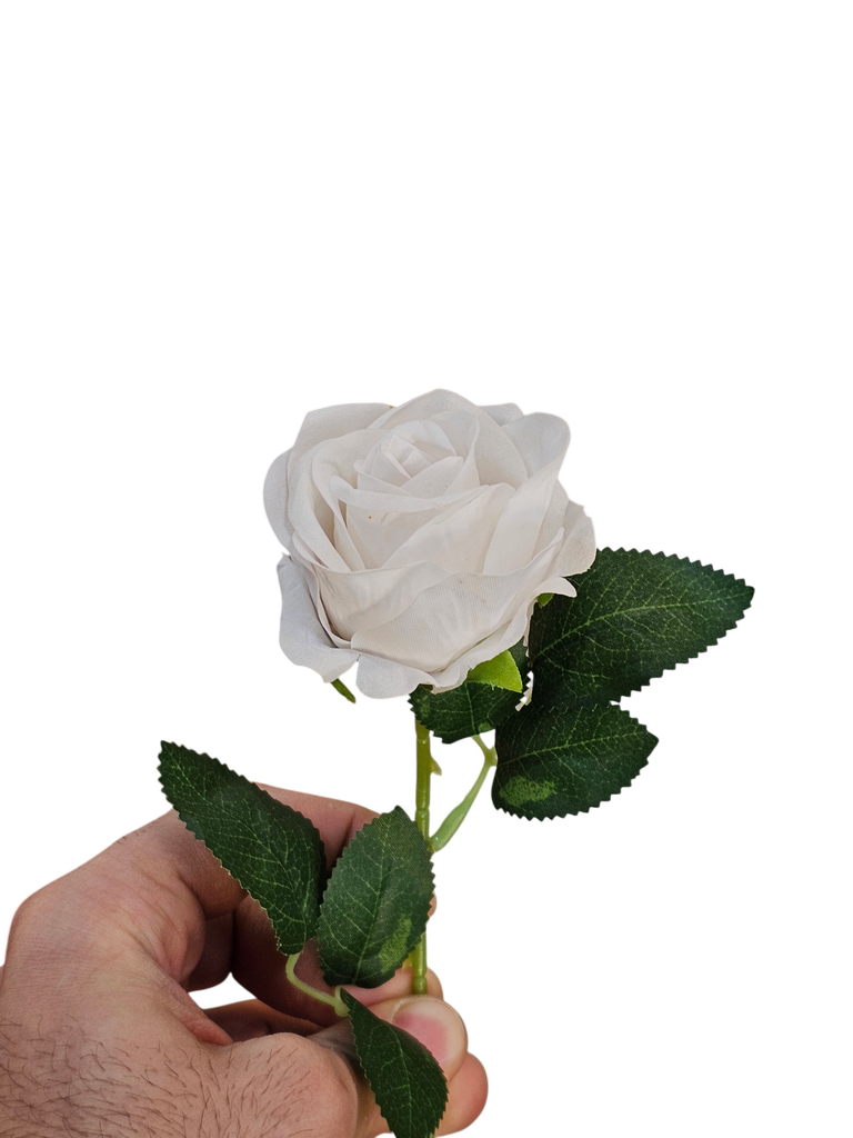 وردة بيضاء مفردة