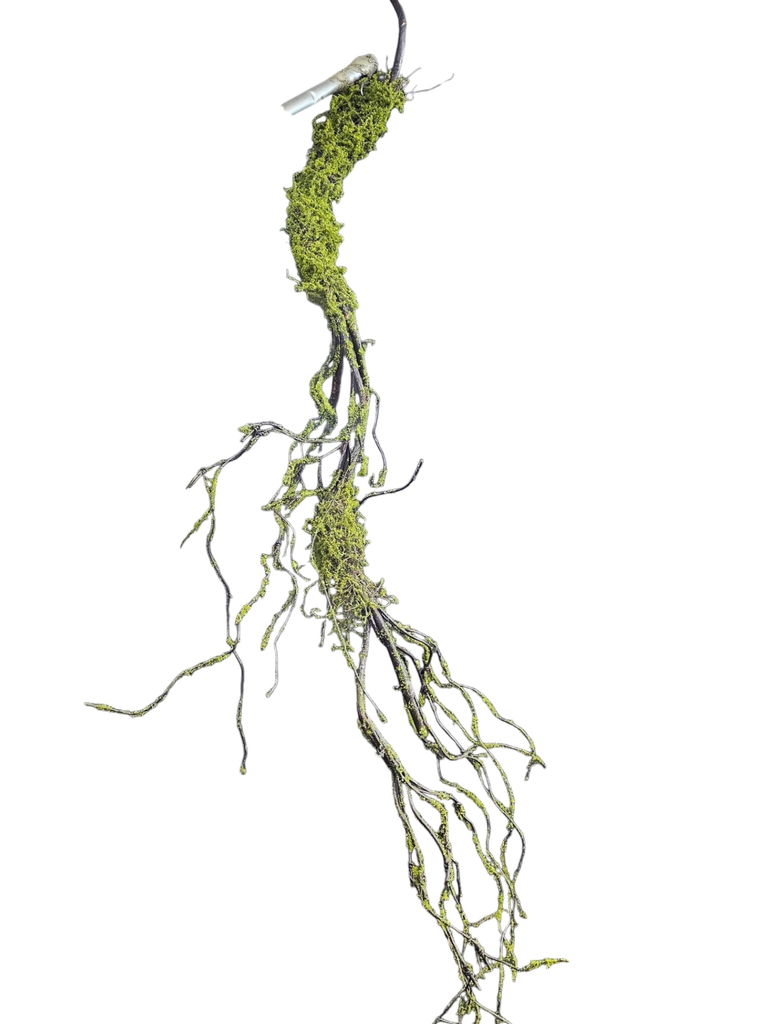 root  140 cm