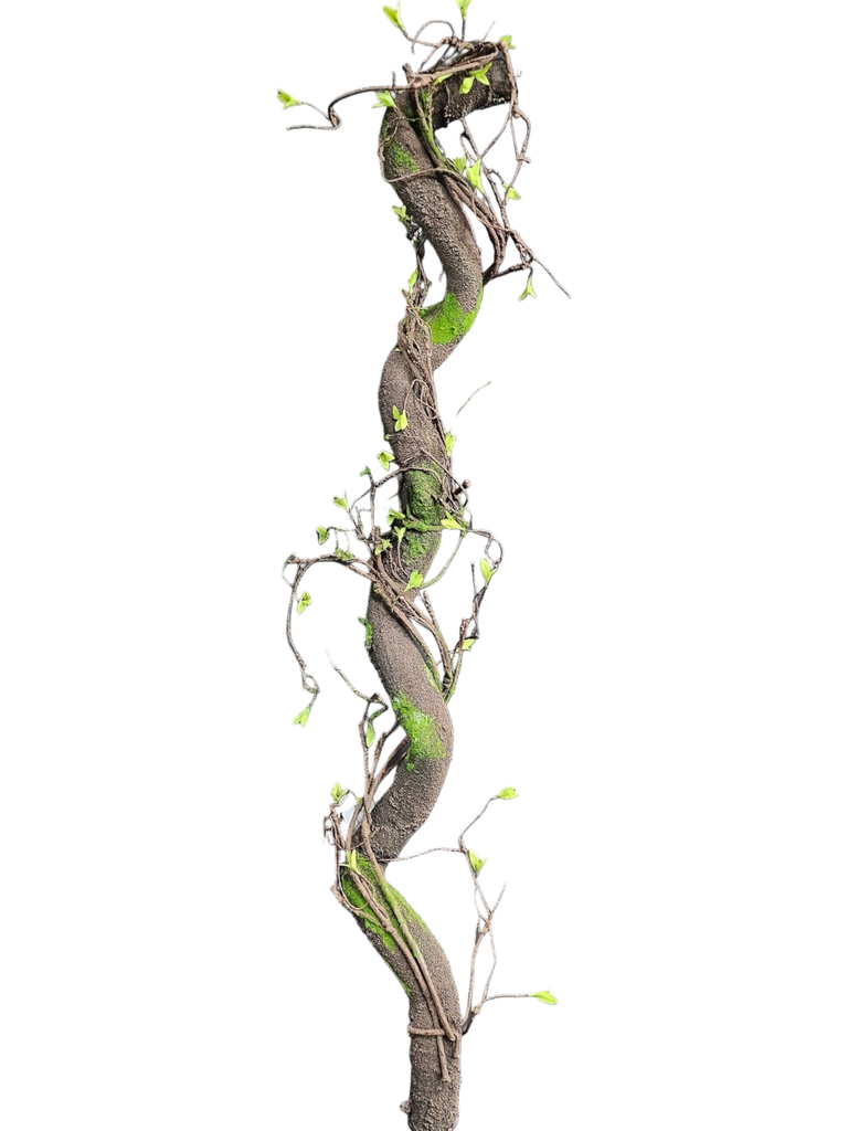 root  170 cm