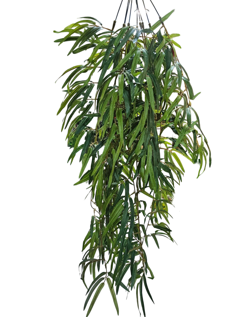 گەڵا هەڵواسراوەکان