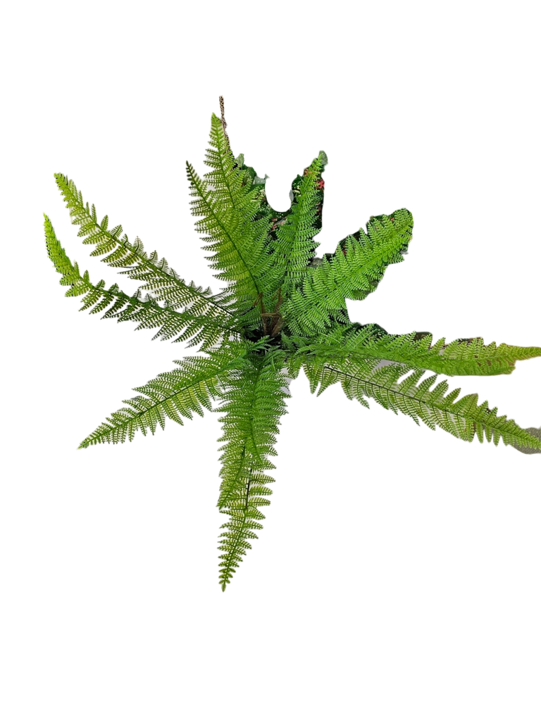 cycas