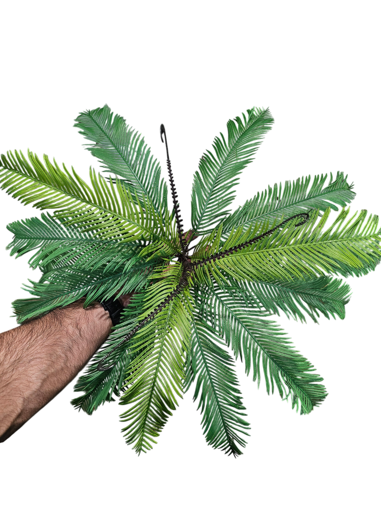 cycas
