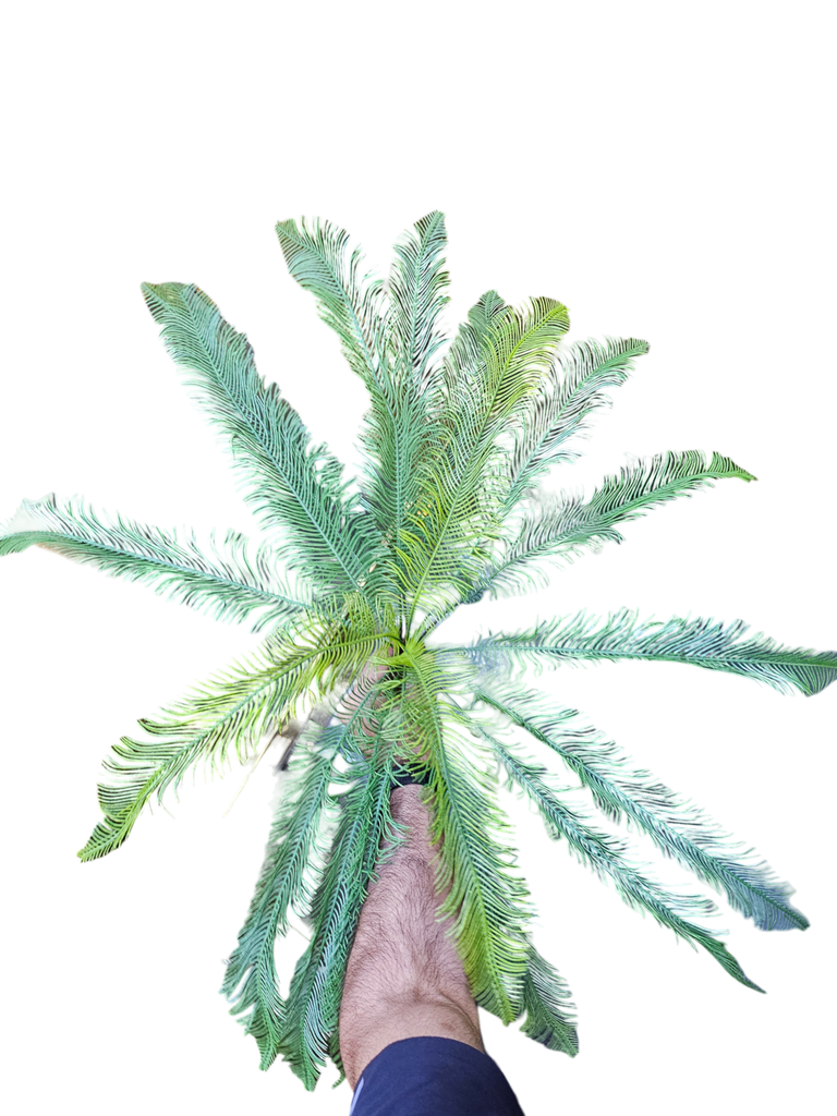 cycas
