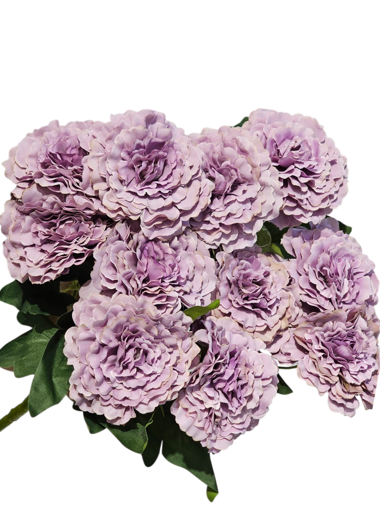 carnation