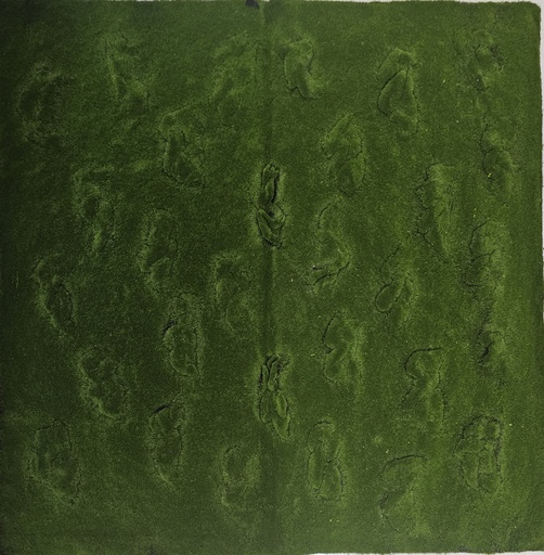 Carpet moss