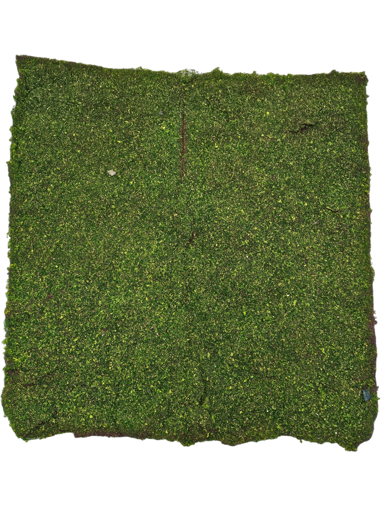 طحلب السجاد