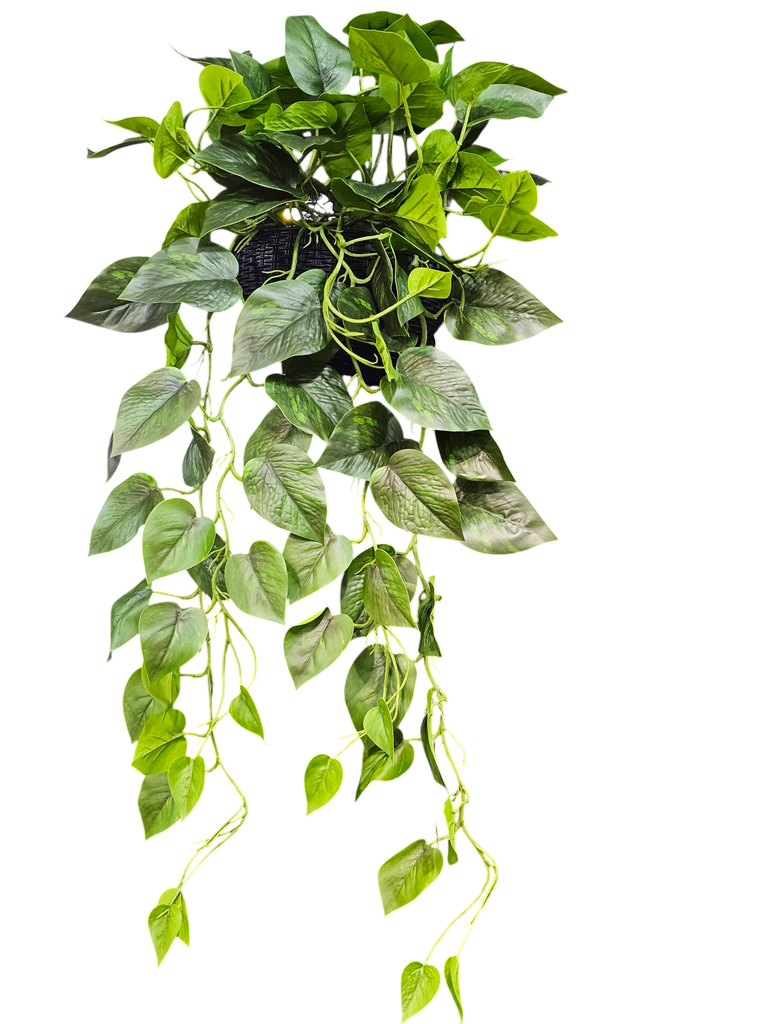 foliage in Pots