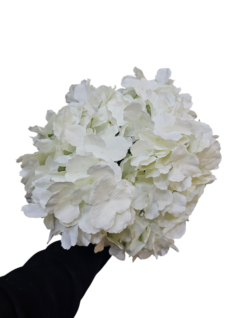 Hydrangea