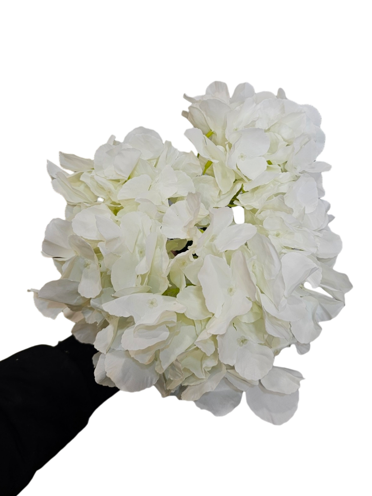 Hydrangea White