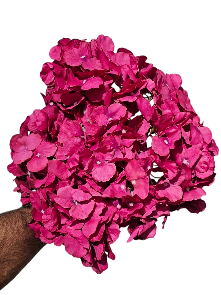 Hydrangea burgundy
