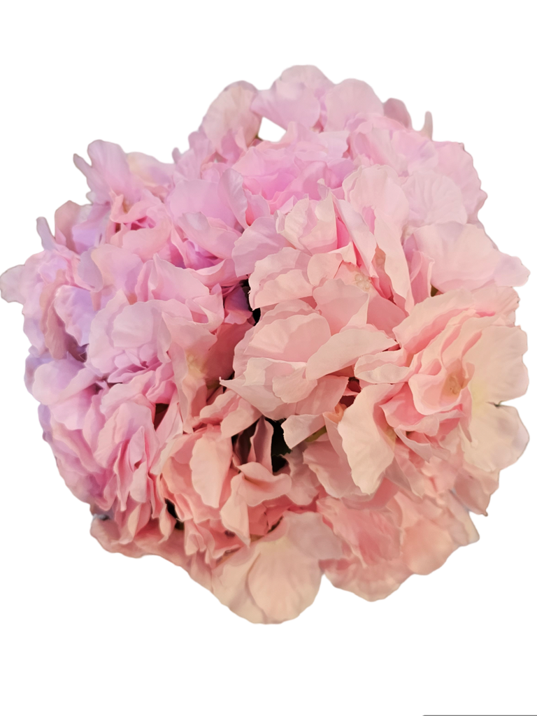 Hydrangea pink