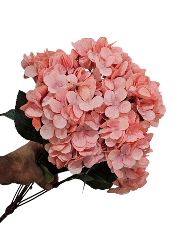 Hydrangeas  pink