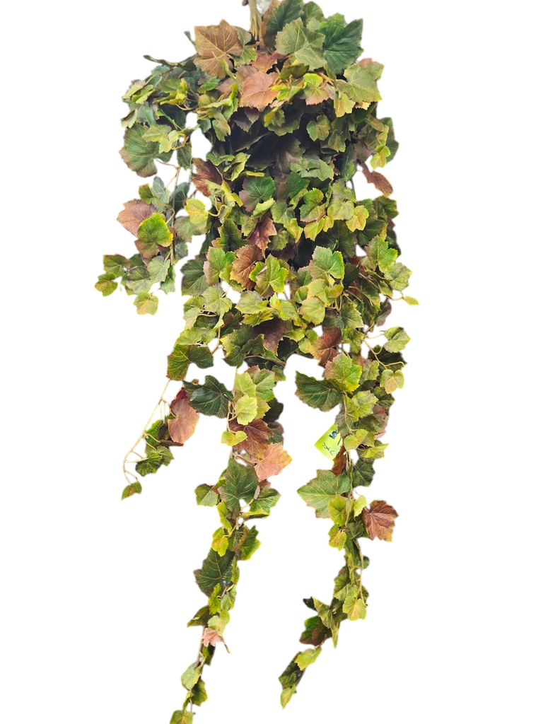 هيدرا الخريف