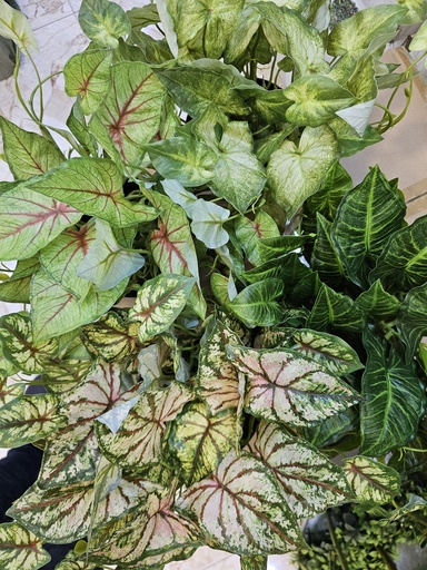 foliage in pot