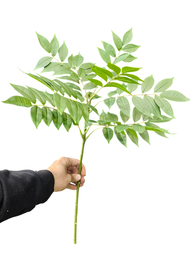 leaves