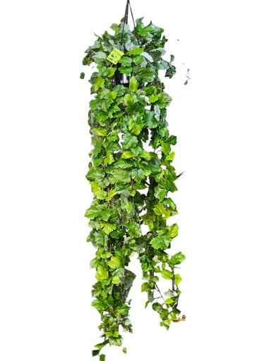 hanging bush