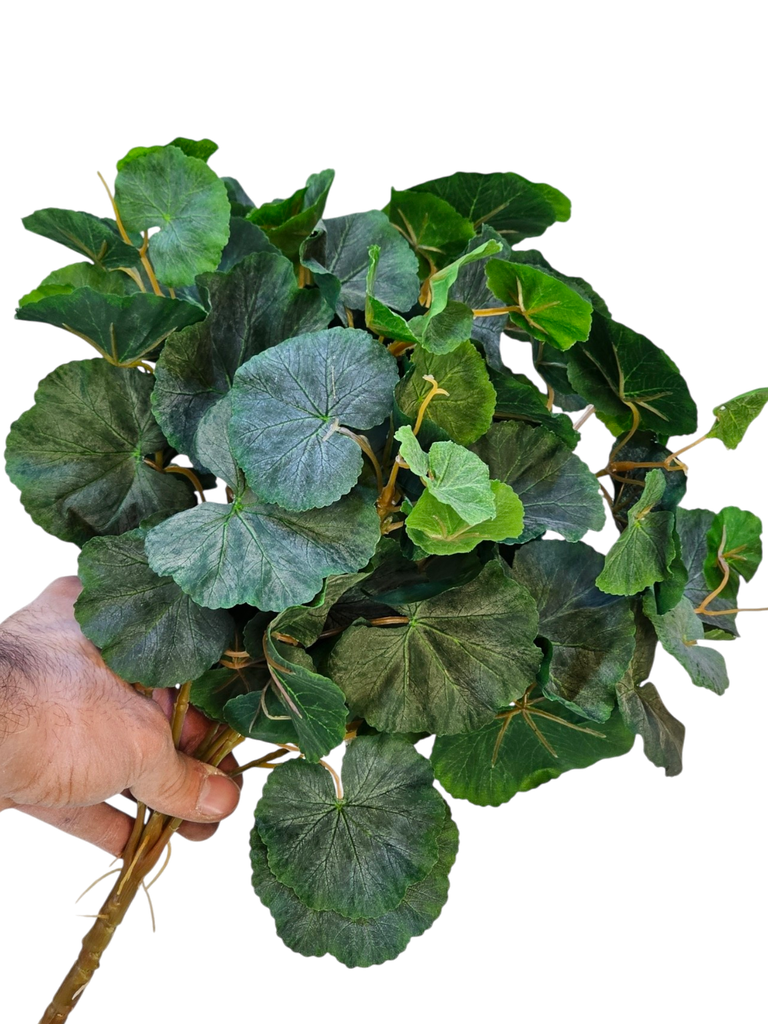 گەڵاکانی هایدرا