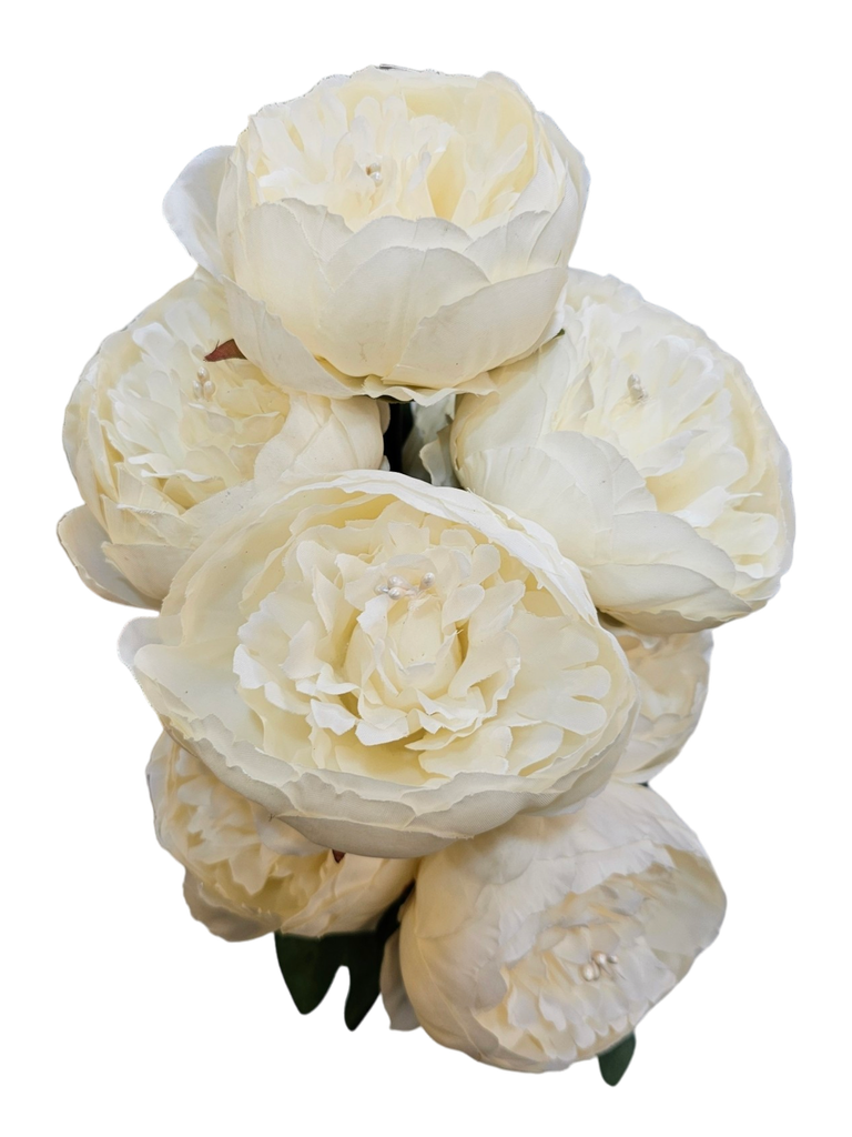 creamy peony