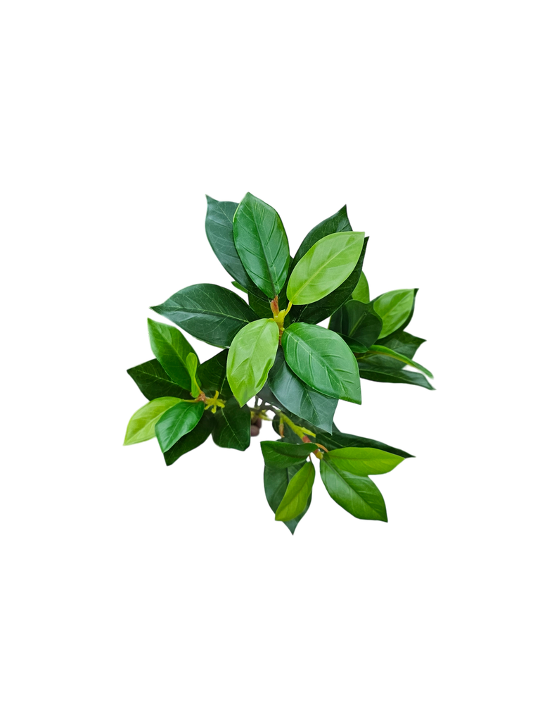 فروع الأوراق