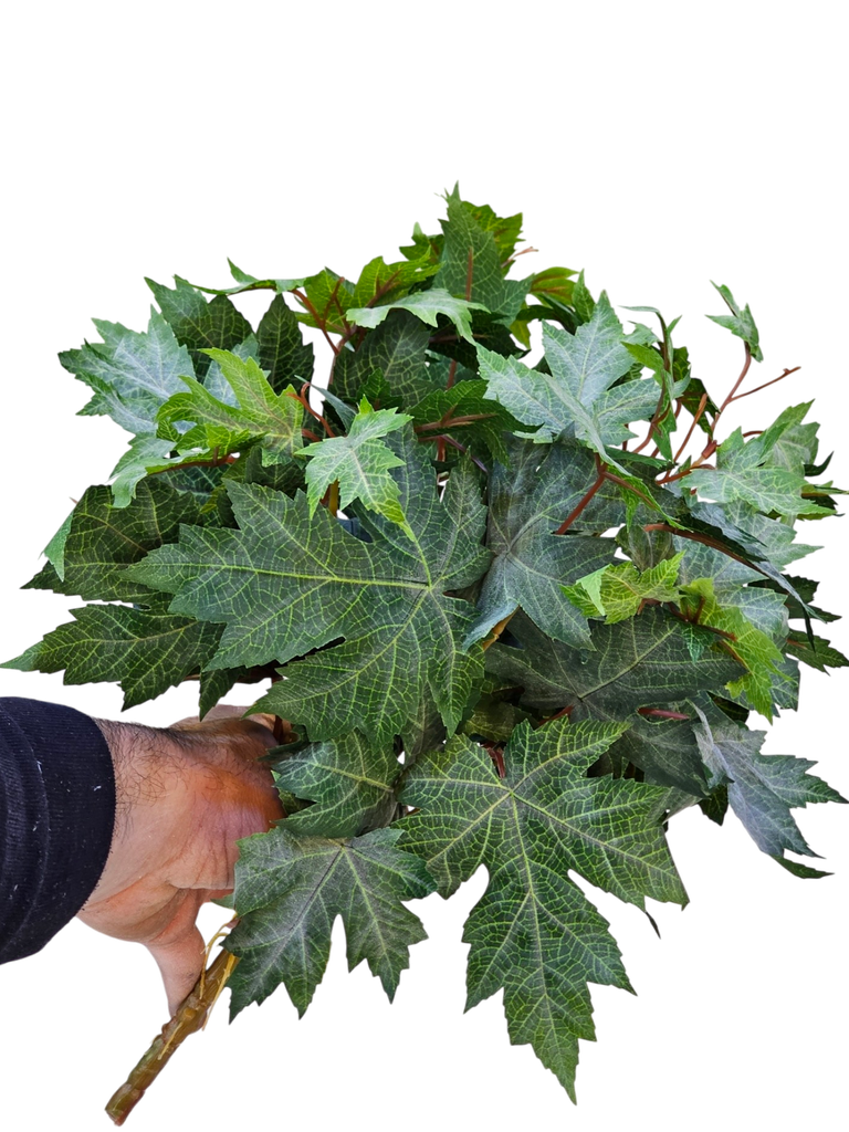 گەڵاکانی هایدرا